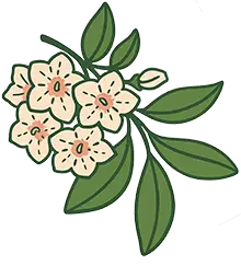 Mountain Laurel Left